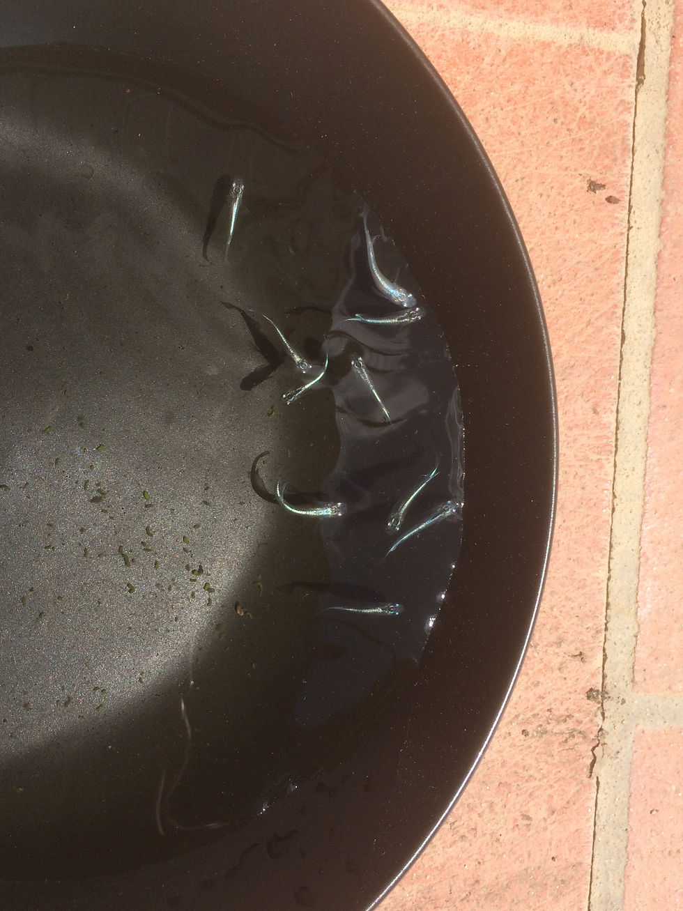 Miniatura: Medaka 'Miyuki Blue'