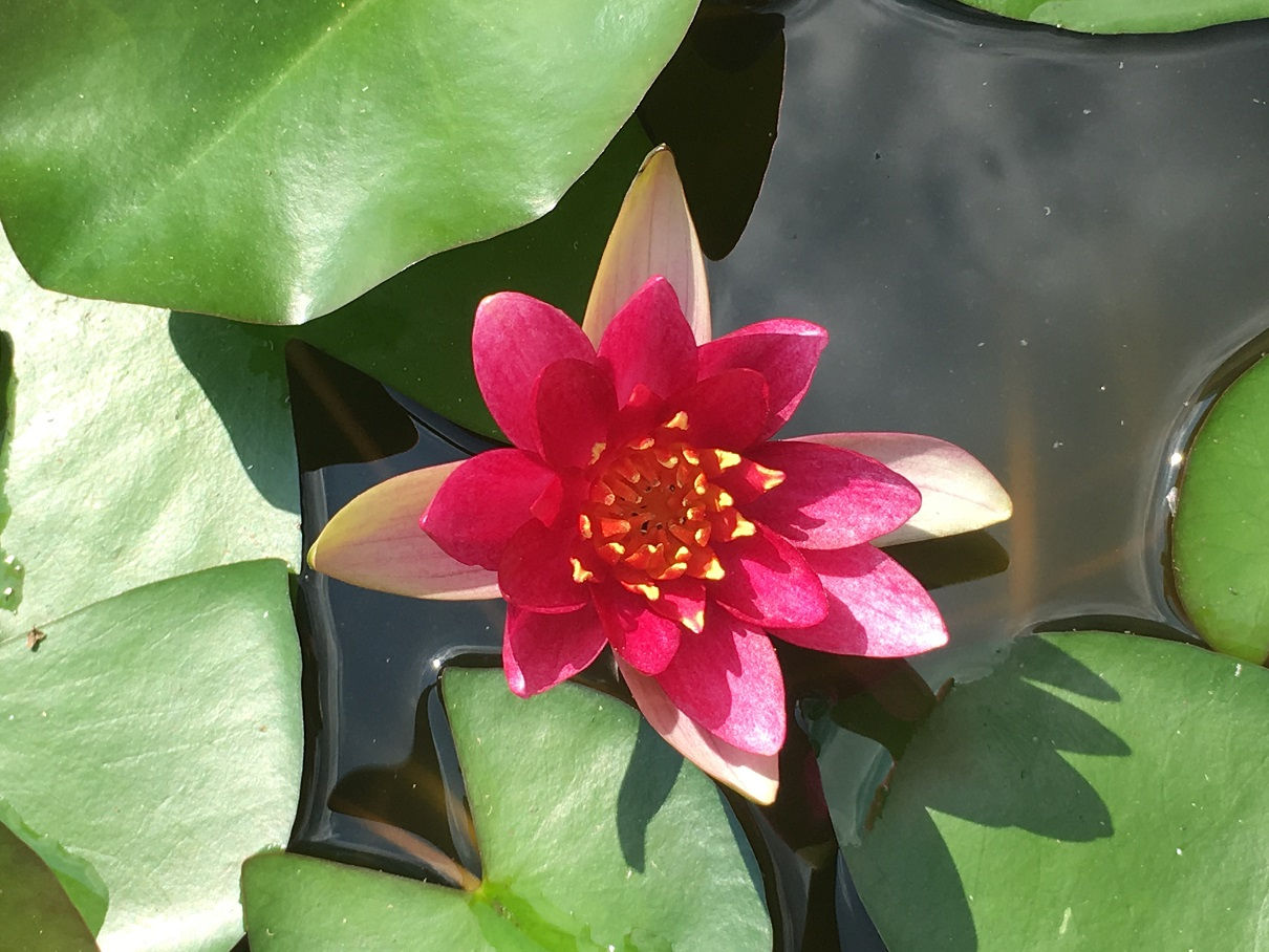 Nymphaea 'Pygmaea Rubra' (ninfea nana)