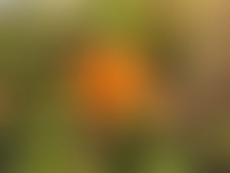 Una sorpresa di questi giorni