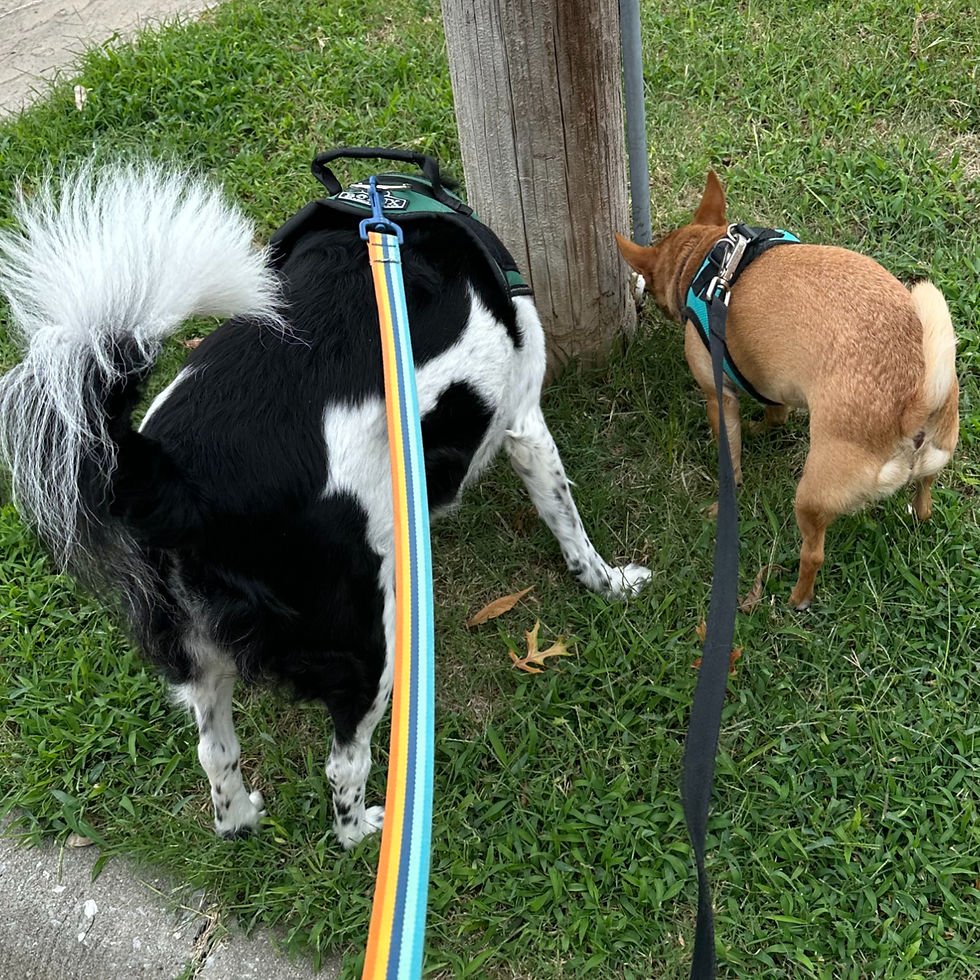 Sniffing is not optional! Checking the local information post.