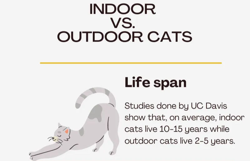 infographic about life span of cats