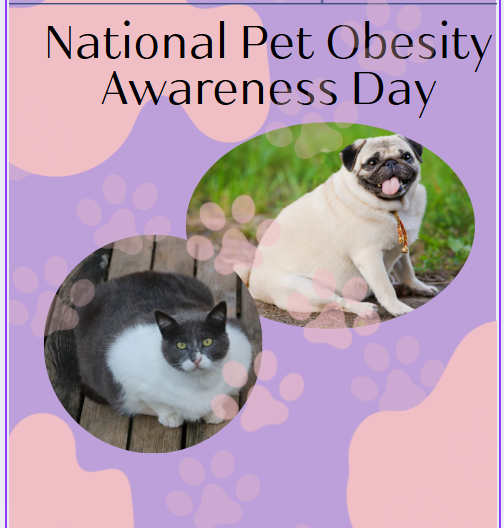 Obese pets