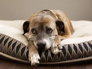 grieving dog lying on a padded bed