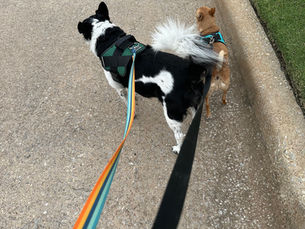 Why You Need to Walk Your Dog