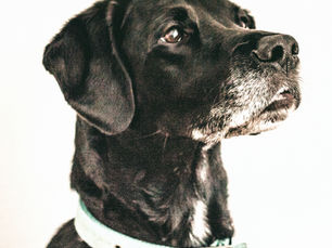 A senior black dog