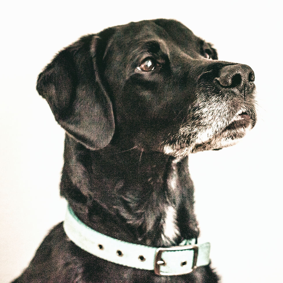 A beautiful senior black Labrador