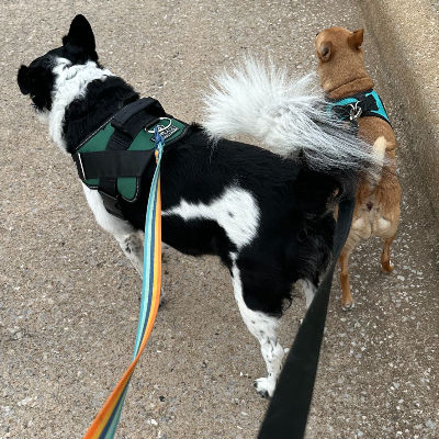 two dogs on a walk