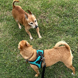 There is always a chance to meet a new friend.