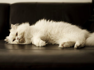 white cat sleeping on black table