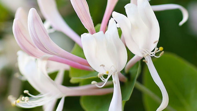 Honeysuckle Jasmine