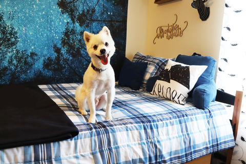 Pet friendly UD student housing