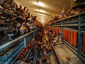 Meat Could Cause the Next Pandemic