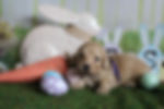IMG_0416.jpeg