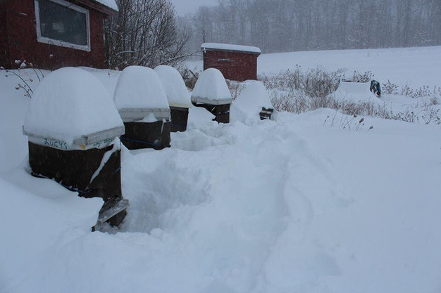 Winter Storm 2016 Hits Sky Valley Bees