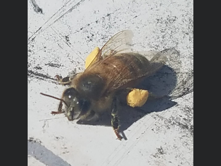 The Lucy Hive