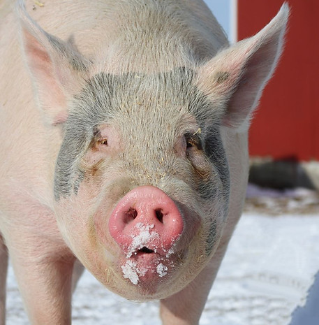 lefty pig Sunrise sanctuary