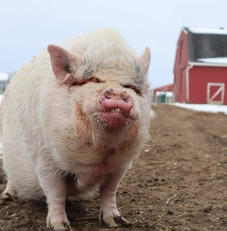 Chubb Chubb pot belly pig Sunrise sanctuary