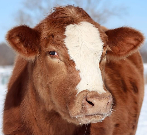 buddy cow steer