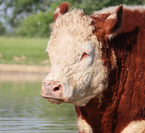 Rowan Steer Cow