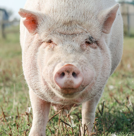 randy pig Sunrise sanctuary