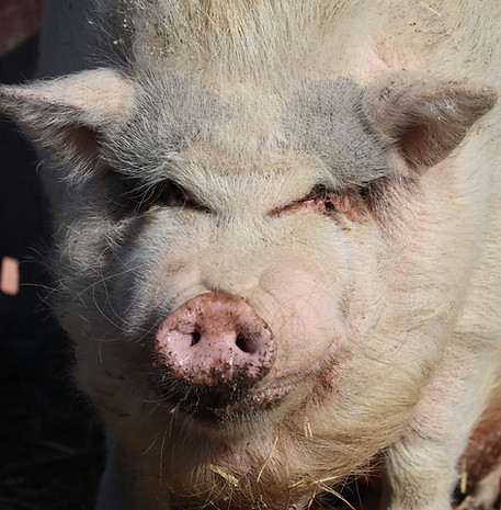 henry pig Sunrise sanctuary