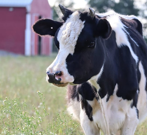 Lily Moo Heifer Cow black and white