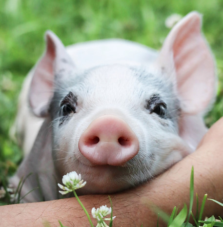 regan pig piglet Sunrise sanctuary
