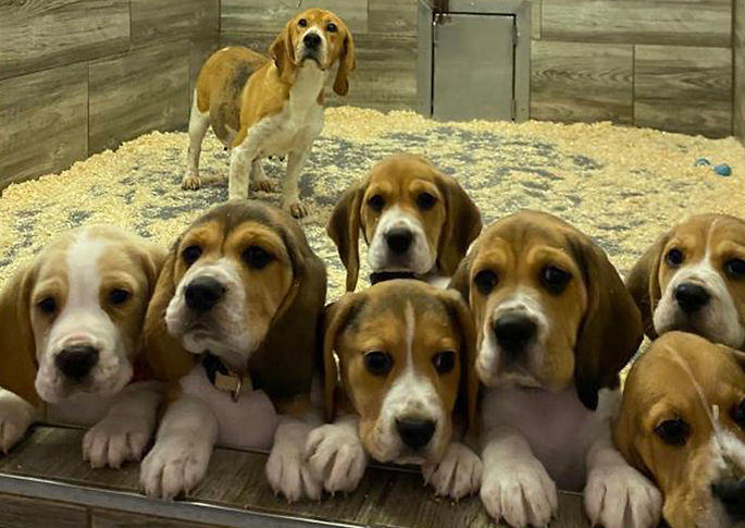 chiots.jpg