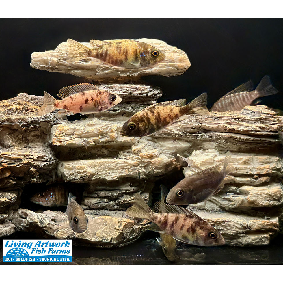 Thumbnail: Assorted Peacock Cichlid - Aulonocara sp.