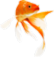 about us koi.png