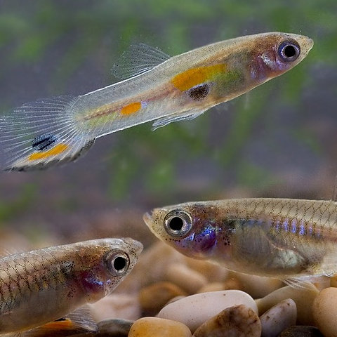 Feeder Guppies Living Artwork