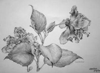 Nature study.jpg