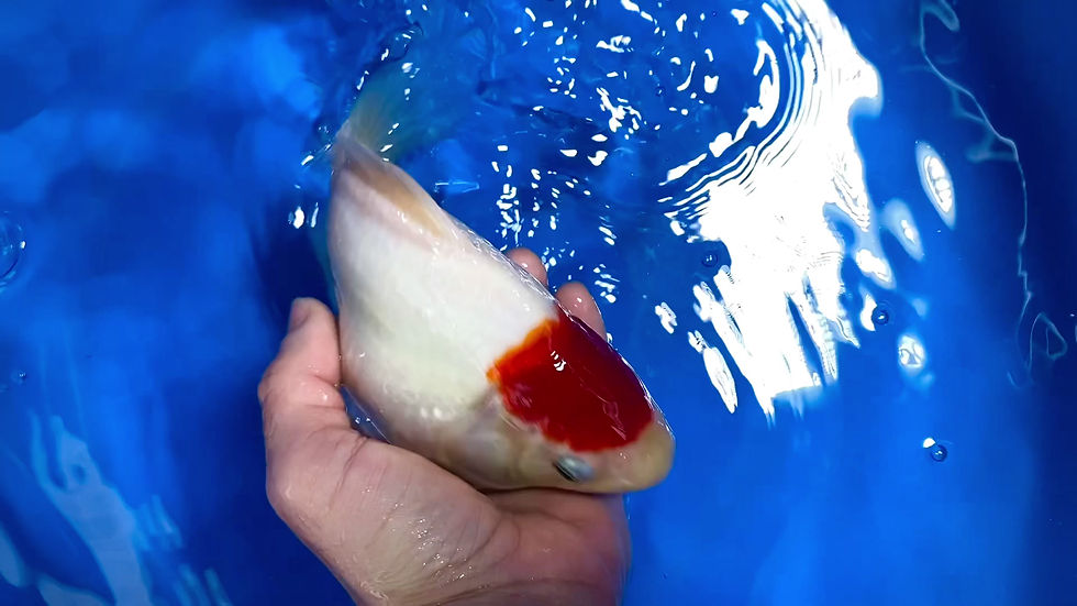 サムネイル： 三歳メス　丹頂