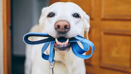 promenades des animaux de compagnie pour les personnes dépendantes