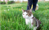 promenades des animaux de compagnie pour les personnes dépendantes