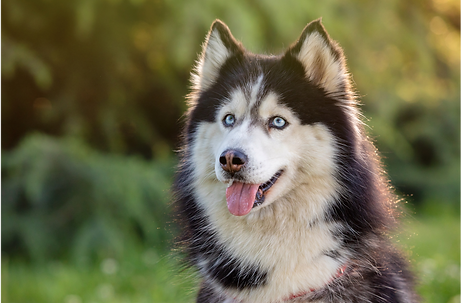 promenades des animaux de compagnie pour les personnes dépendantes