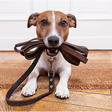 promenades des animaux de compagnie pour les personnes dépendantes