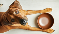 soins des animaux de compagnie pour les personnes dépendantes