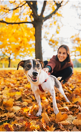 promenades des animaux de compagnie pour les personnes dépendantes