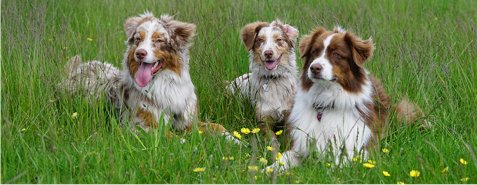promenades des animaux de compagnie pour les personnes dépendantes