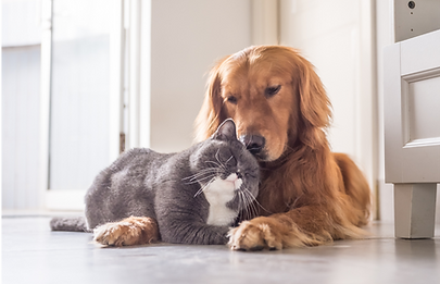 promenades et soins des animaux de compagnie pour les personnes dépendantes