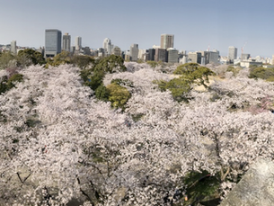 🌸 The Sakura Season is steps away