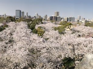 🌸 The Sakura Season is steps away