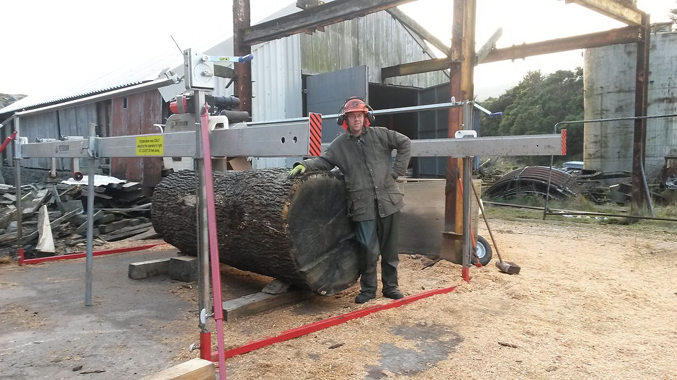 Oak log ready for sawing