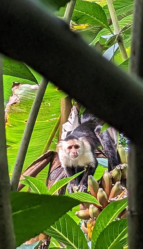 capuchin monkey eating a banana