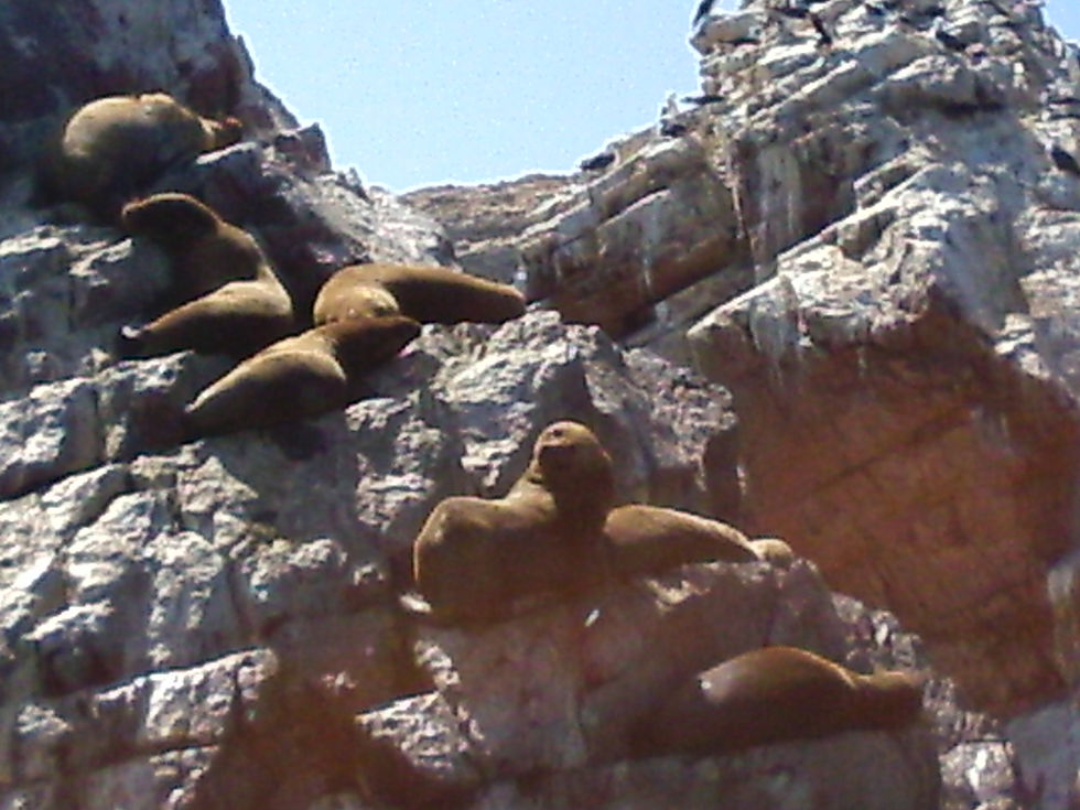 Lobos Marinos