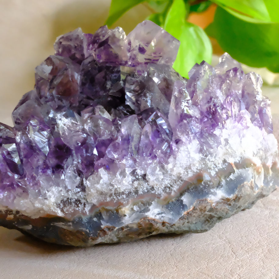 紫水晶クラスターの詳細。自然な緑色の葉を背景に、紫色の結晶が美しい。