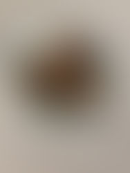 Chocolate Amaretto Cookies