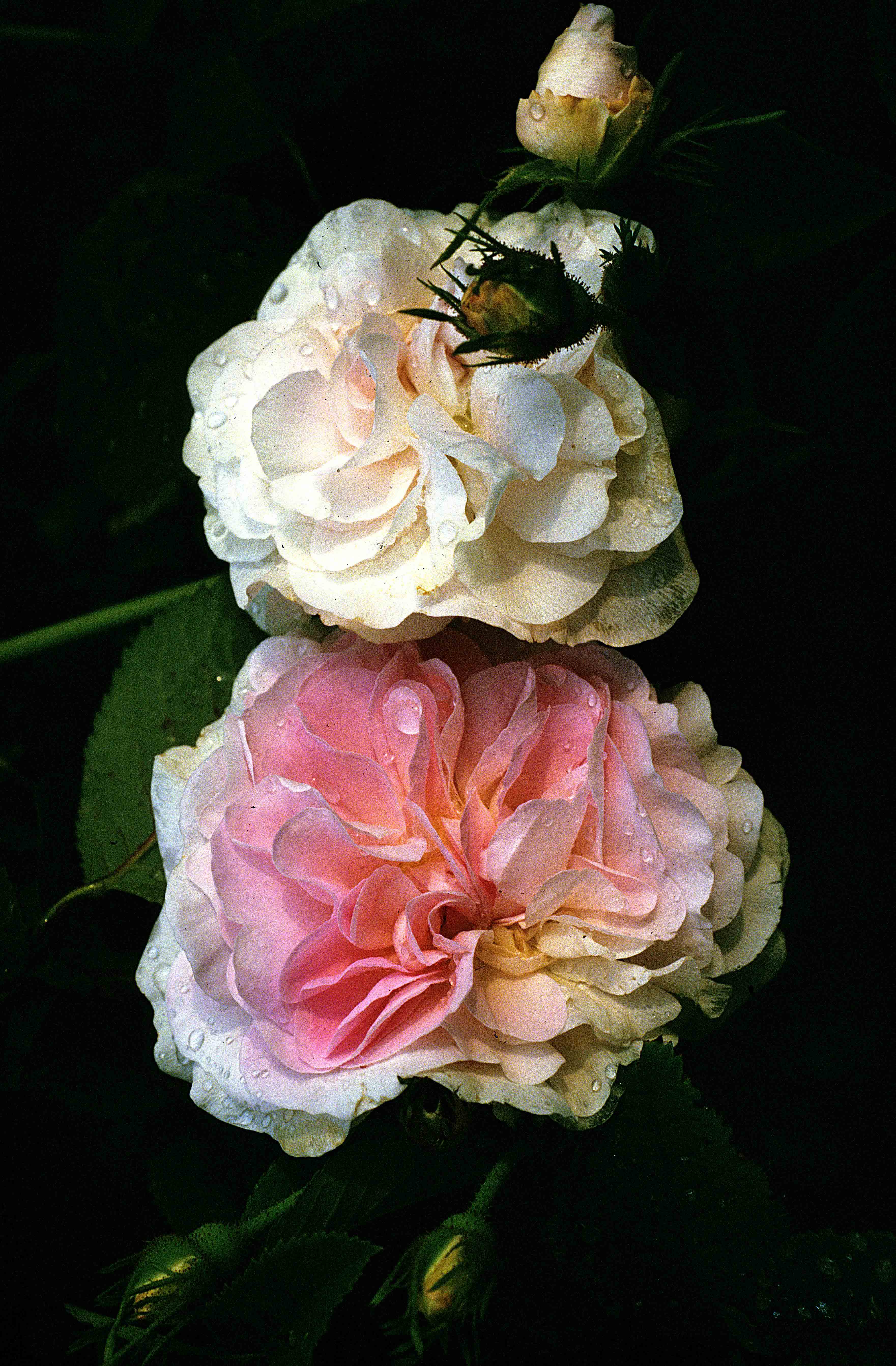 Chloris