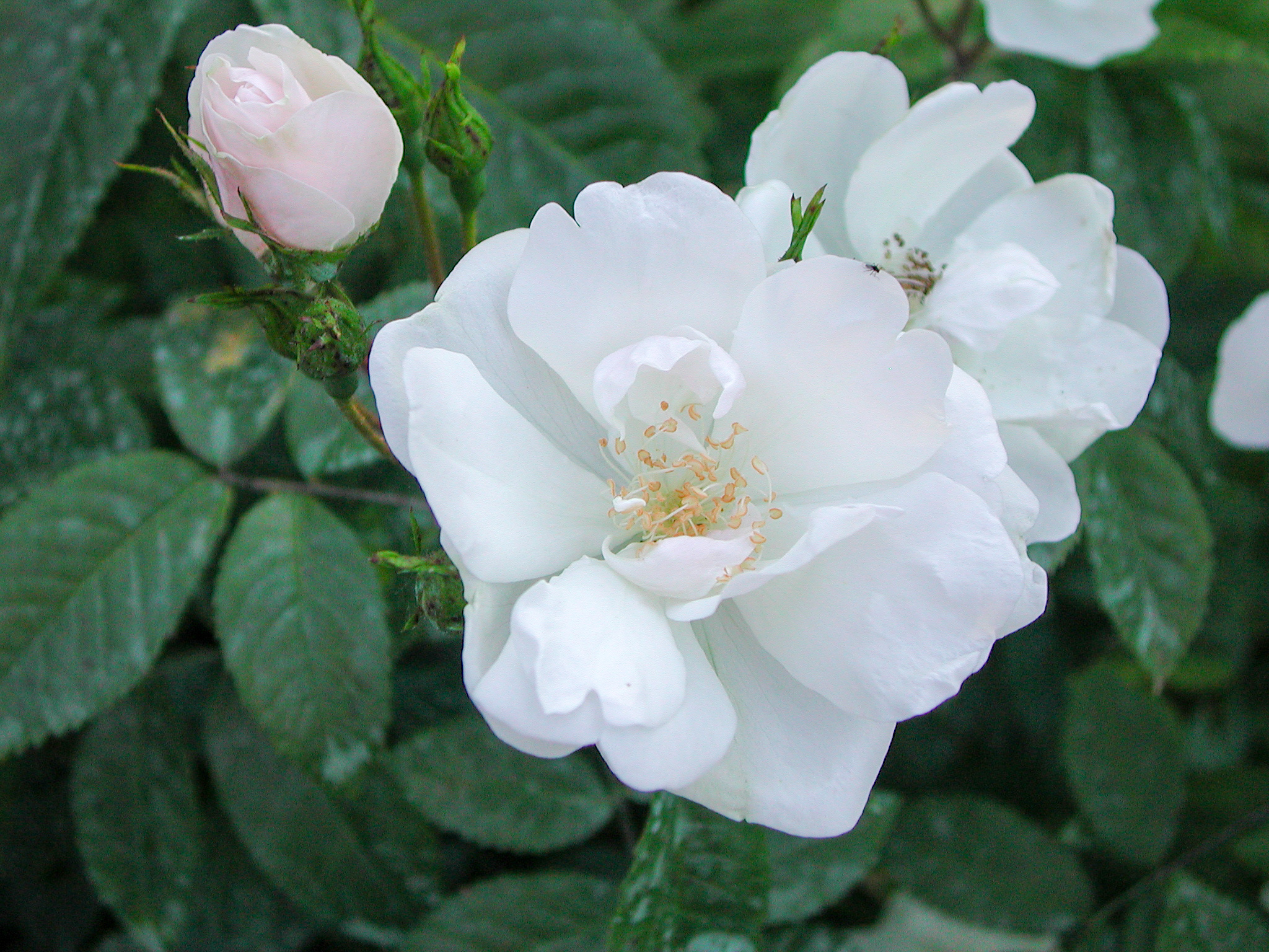 R.moschata nastarana